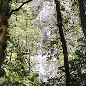 A trailside view through the rich foliage of La Tigra National Park