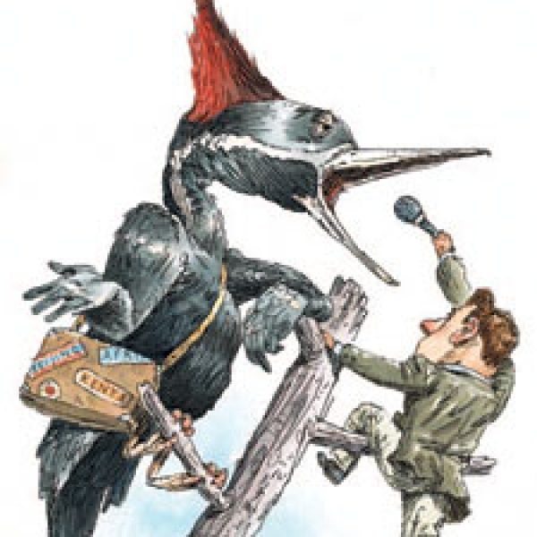 ivory billed woodpecker