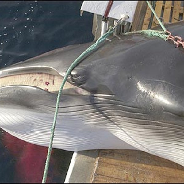 whaling debate