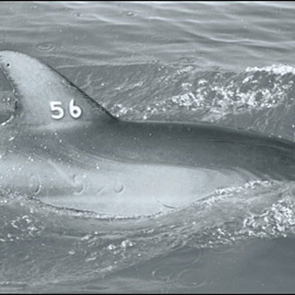 Dolphin 56