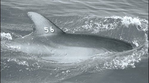Dolphin 56