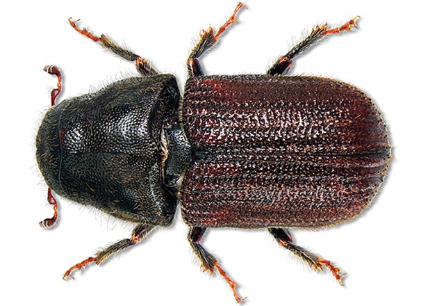Mountain pine beetle