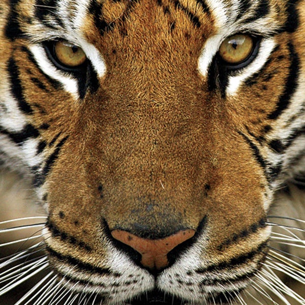 The Amur tiger