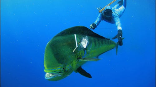 spearfishing
