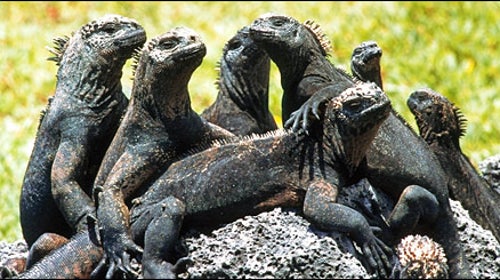 Galapagos Iguanas