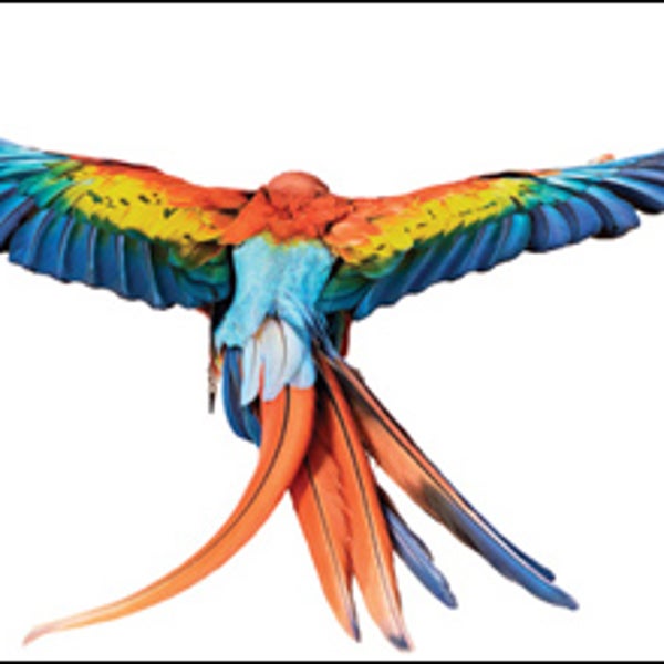 Scarlet Macaw