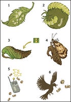 Government Surveillance: Moths