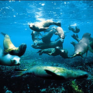 Flipping out: A seal posse off Channel Islands National Park, California