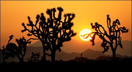 Joshua Tree National Park