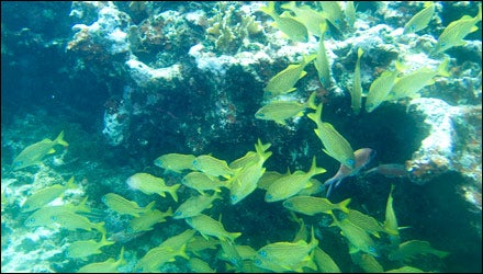 Andros Barrier Reef, Bahamas