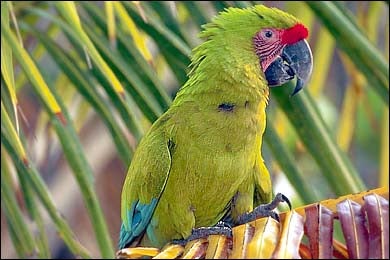 Seeing colors in Costa Rica