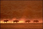 60. Witness a Big-league Animal Migration.