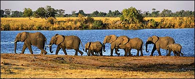 Botswana safari