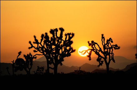 Joshua Tree
