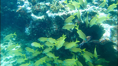 Andros Barrier Reef, Bahamas