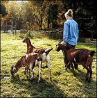 organic farm vacations