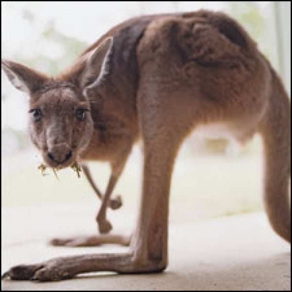 Australia