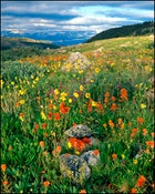 San Isabel National Forest Mosquito Range