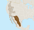 CHIHUAHUAN > IN BRIEF Blooming yuccas, giant prickly-pear cacti, stark limestone peaksthe 175,000-square-mile Chihuahuan is North America's largest and highest desert, lying mostly between 2,000 and 6,500 feet.