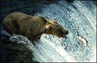 Dinner's served, the Grizzly way