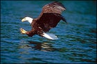 The avian snatch-and-grab