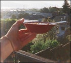 Breakfast with a view