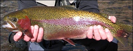 The catch from Frying Pan River