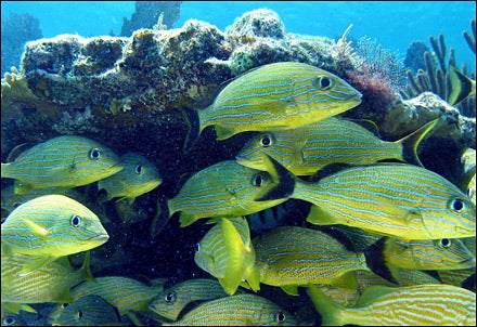 Islamorada