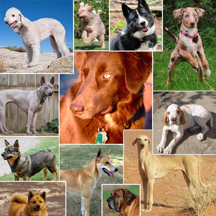 rarest dog breeds