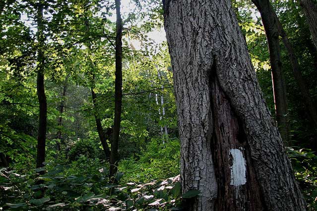 Appalachian Trail