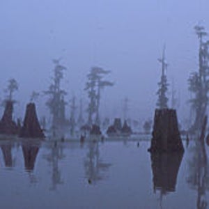 Land of dead giants: cypress stumps and second growth in the Atchafalaya Basin