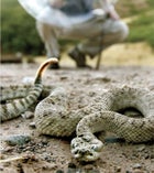 Jeff Rice records the chilling rasp of a rattlesnake for the Western Soundscape Archive