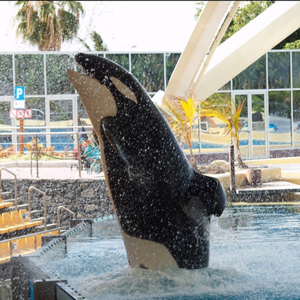 Keto at Loro Parque's Orca Ocean