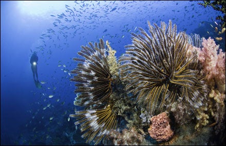 Raja Ampat, Indonesia