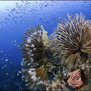 Raja Ampat, Indonesia