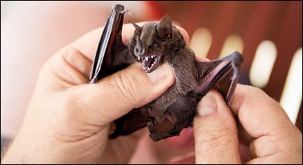 Bat