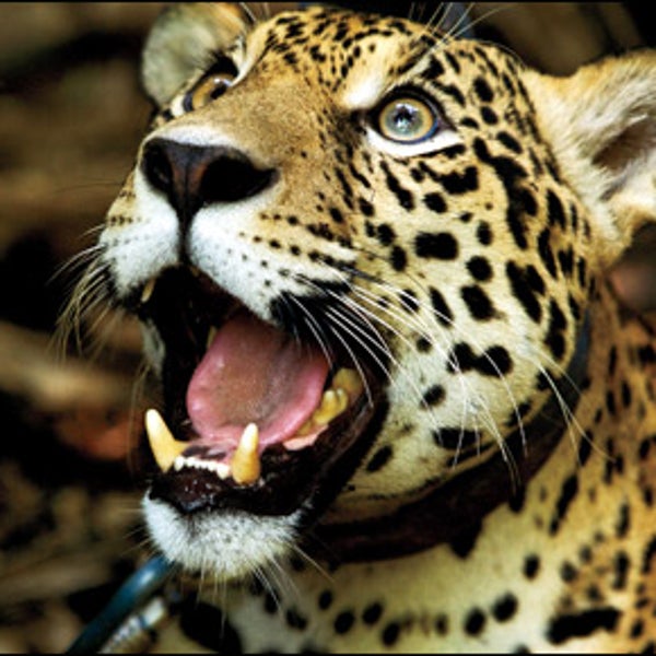 Jaguar
