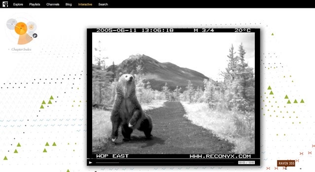 Bear71