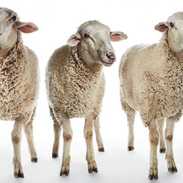 Sheep