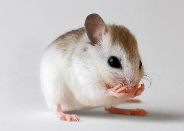 Marathon Mouse