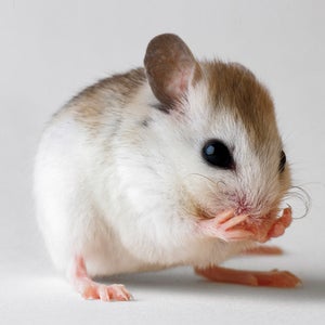 Marathon Mouse