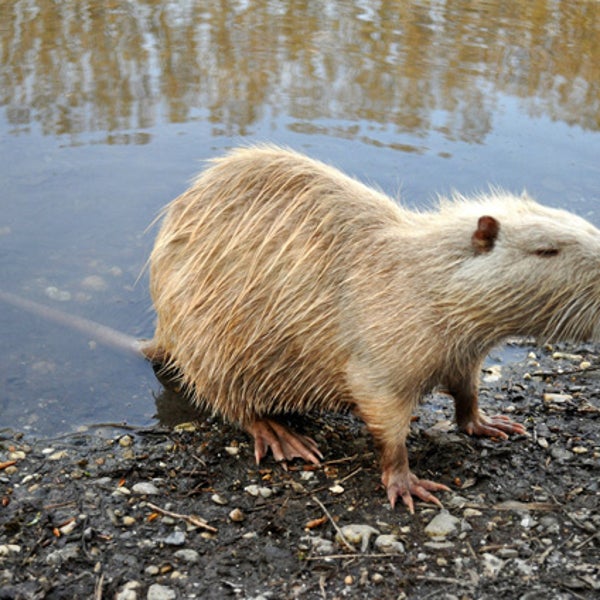 No the nutria is not an otter