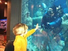 Outside the dive tank at the South Carolina Aquarium.