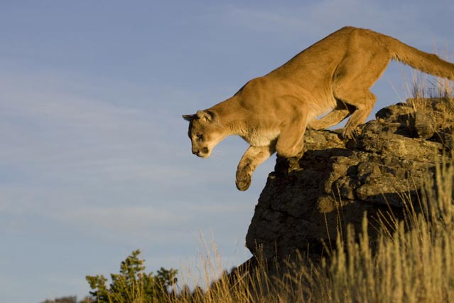 A cougar prepares for attack