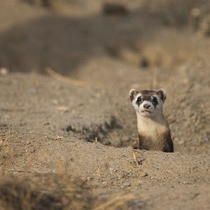 ferret legging Donald Katz Outside Reg Mellor Great Britain