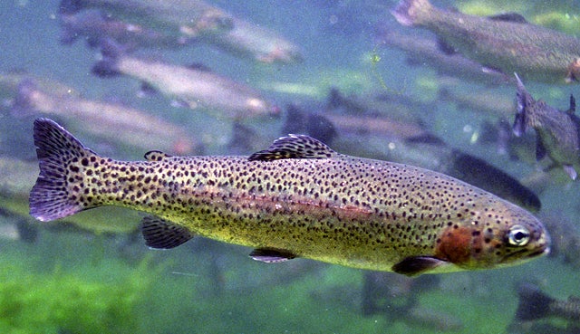 A steelhead trout.