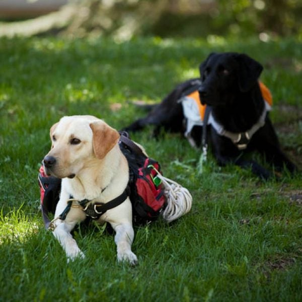 Adventure Dog