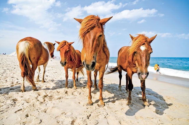 Assateague Island MD Washington DC Professional Photographer Portrait Photographer Event Photographer Currently in D.C. Ponies Chilld playing beach Beautiful weather Yacouba Tanou YTanou Photography Outside Coastal Beach goers Vacation fun attraction National Park