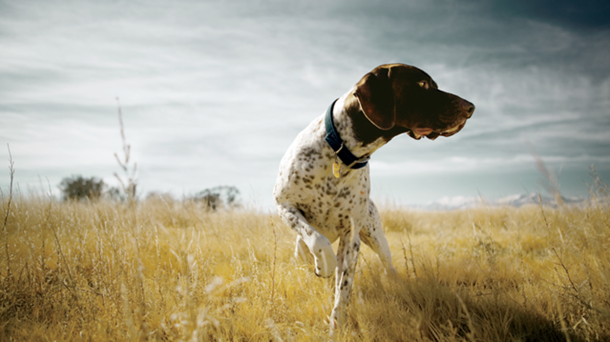 Dogs Are the Ultimate Outdoor Companions Outside Online