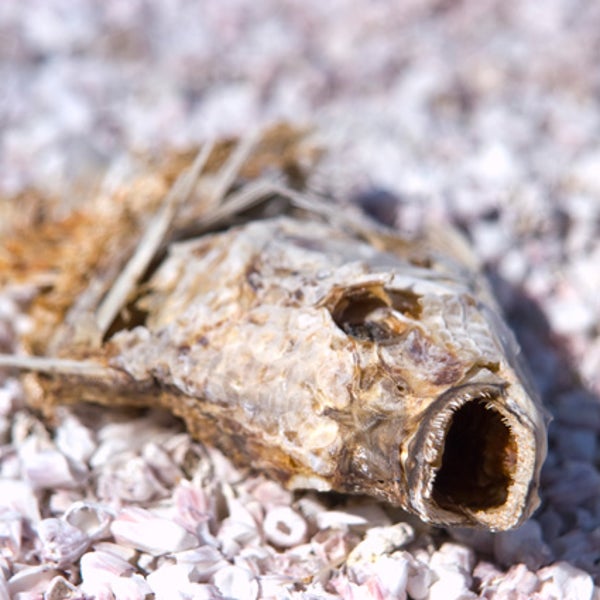 Salton Sea.